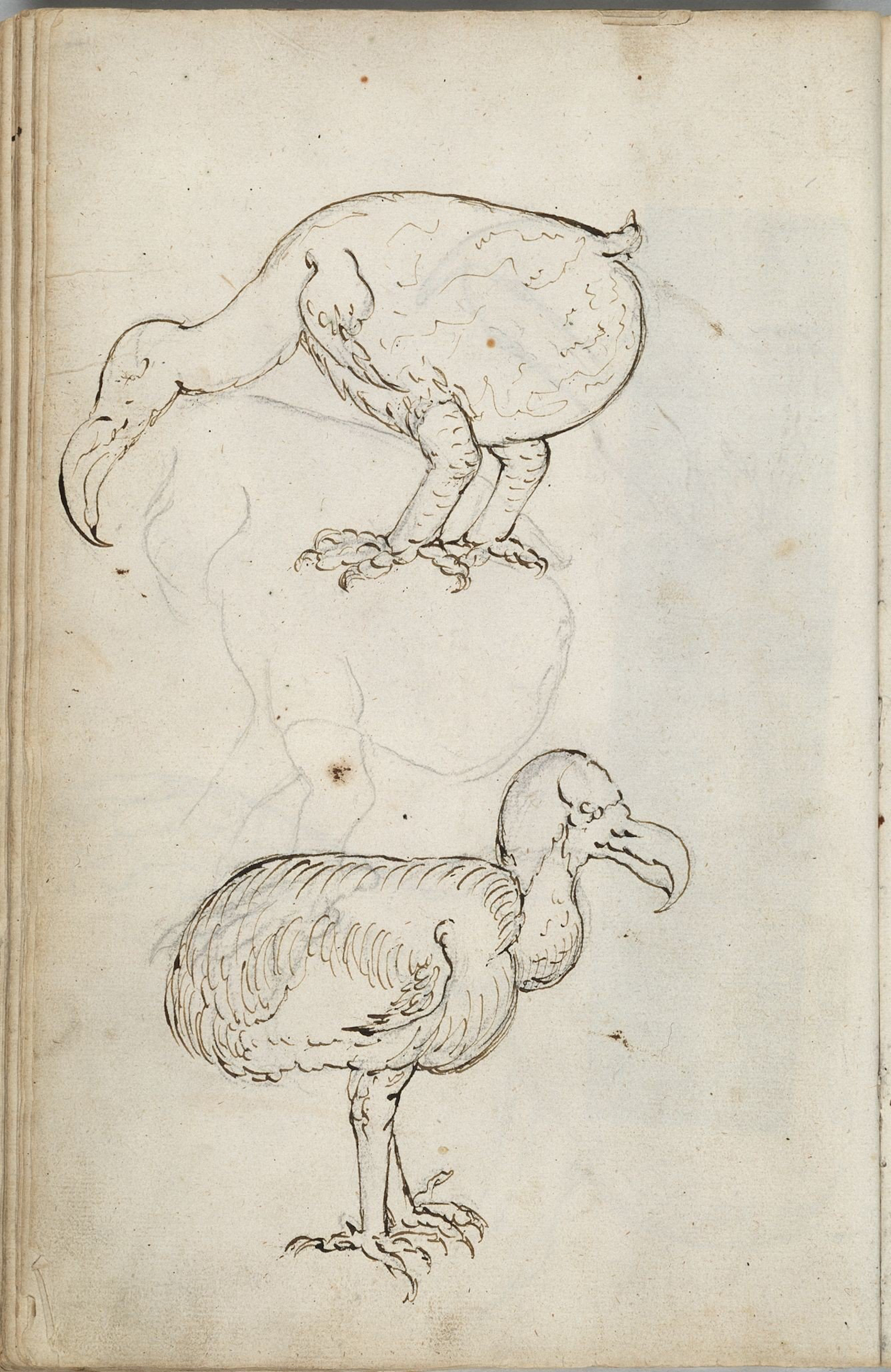 "Figure 4. Two sketches of a dodo, number 135 f. 64v."